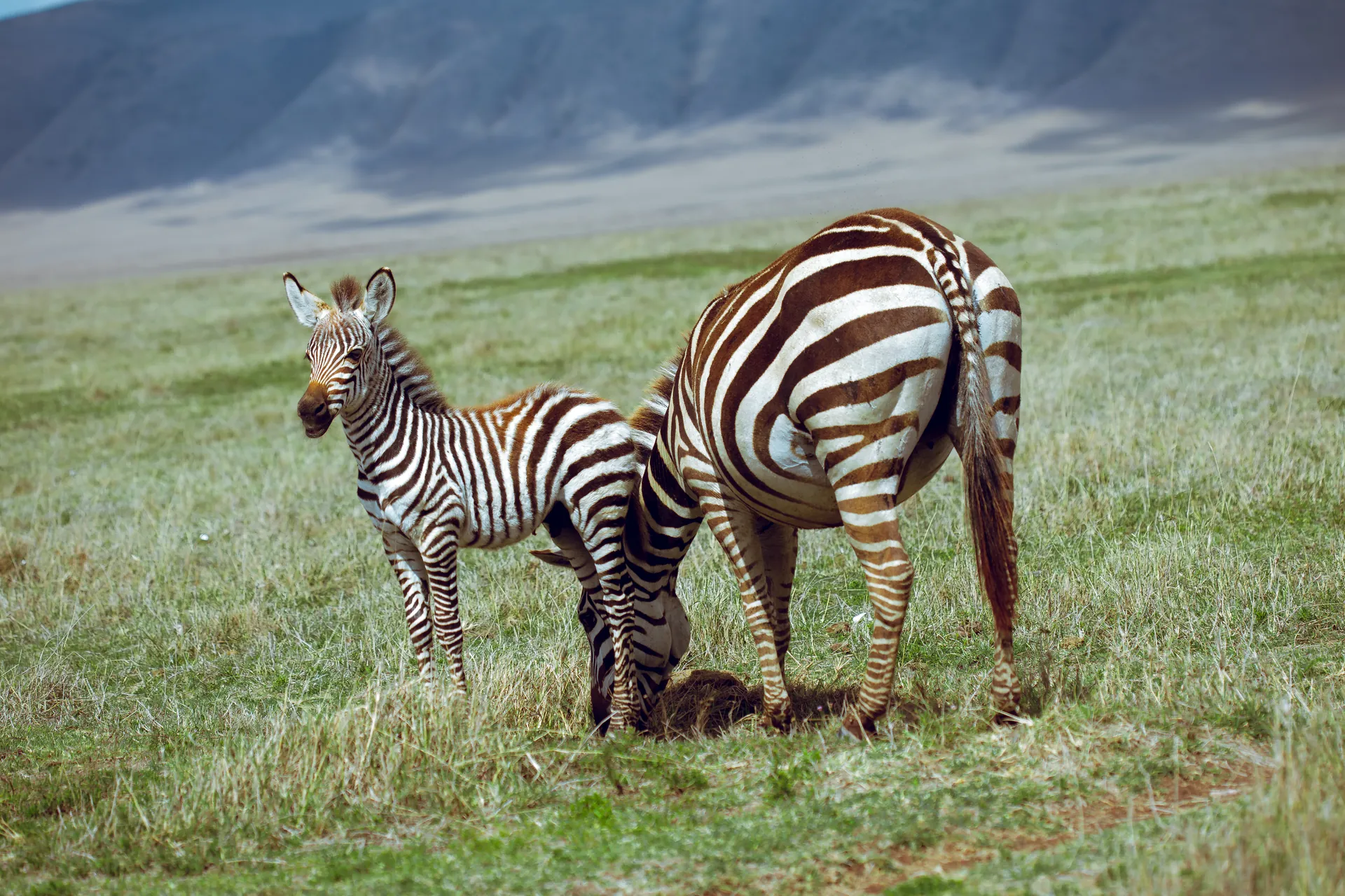 Zebras on an East African safari plain